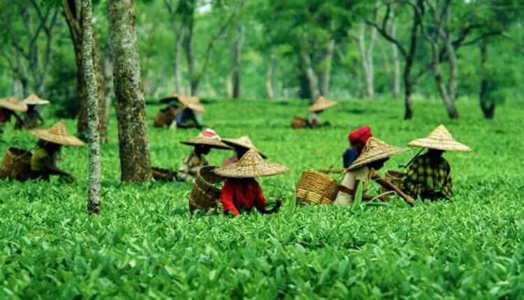 Tea Garden