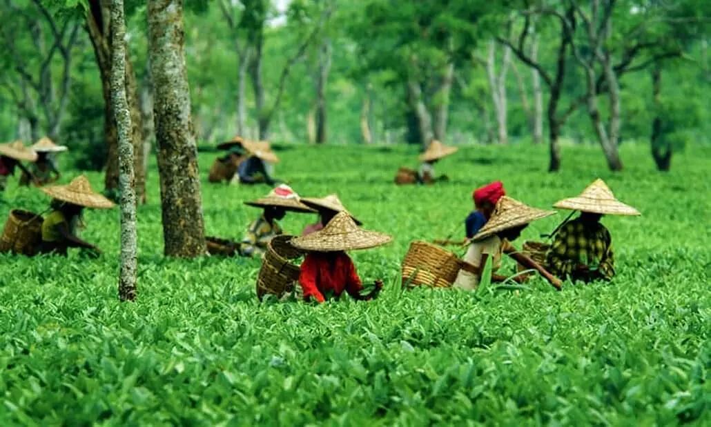 Tea Garden