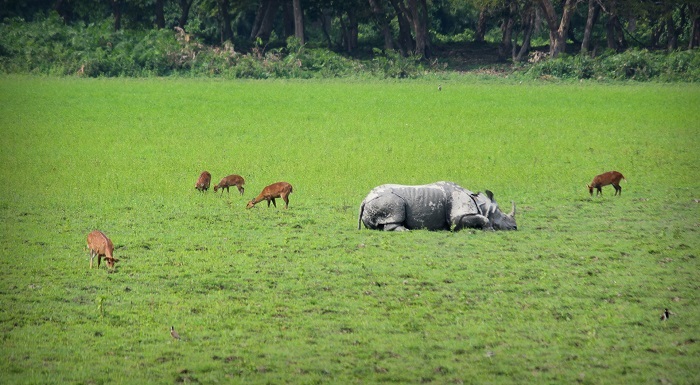 Kaziranga