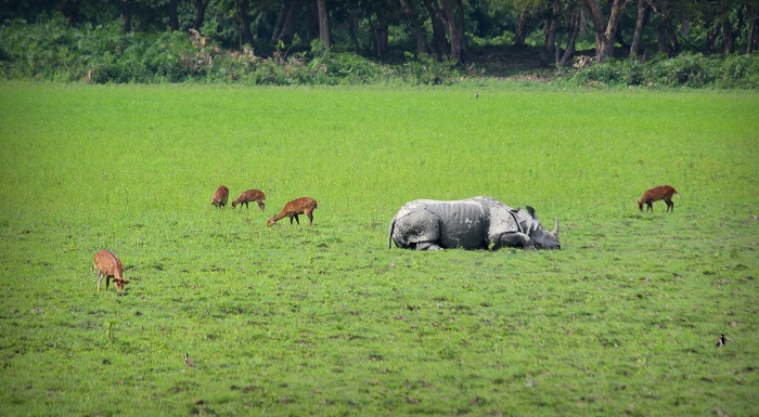 Hojai