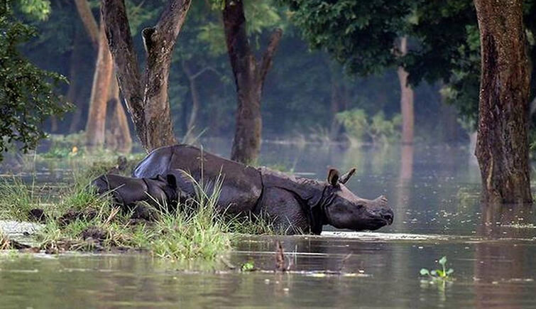 Assam Floods 137 Wild Animals Including 6 Rhinos Dead In Kaziranga Assam Floods 137 Wild Animals Including 6 Rhinos Dead In Kaziranga