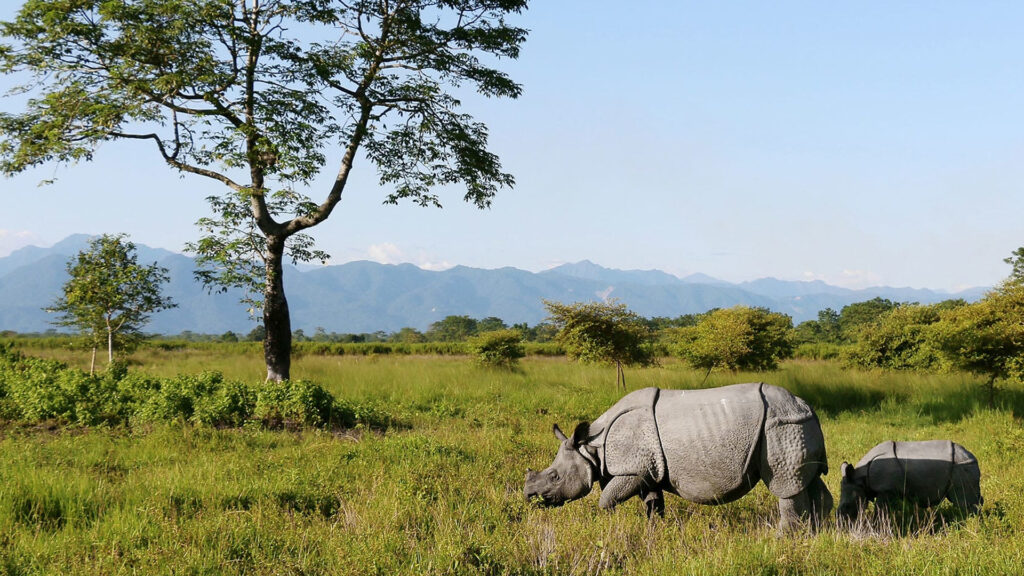 Good News for Tourists: Manas National Park to Reopen from October 2 - NKTV